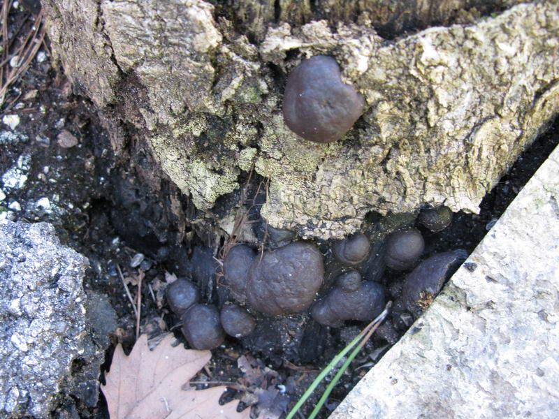 Daldinia concentrica in Umbria a Terni